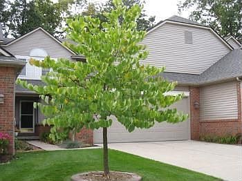 1st image of 2504 Woodcliff Trl