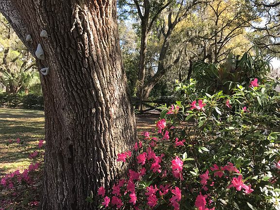 Heirloom oak trees