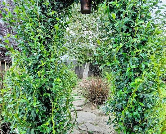 backyard