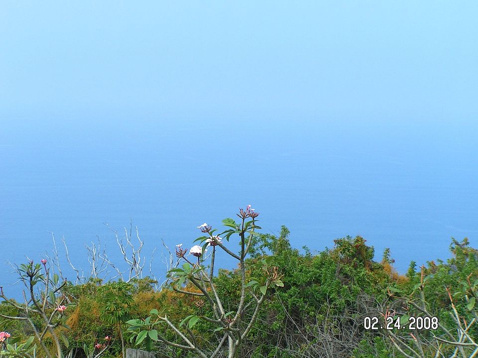 Wild Mango, Ohias,More