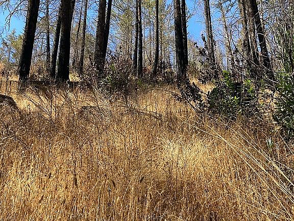 Up hill from homesite