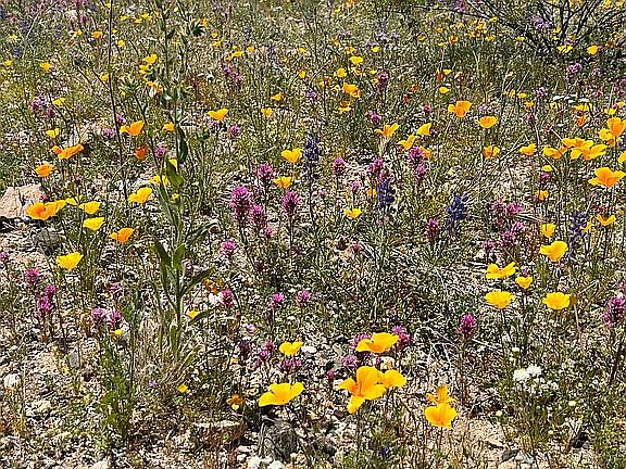 3rd image of LOT 0 Highway 89
