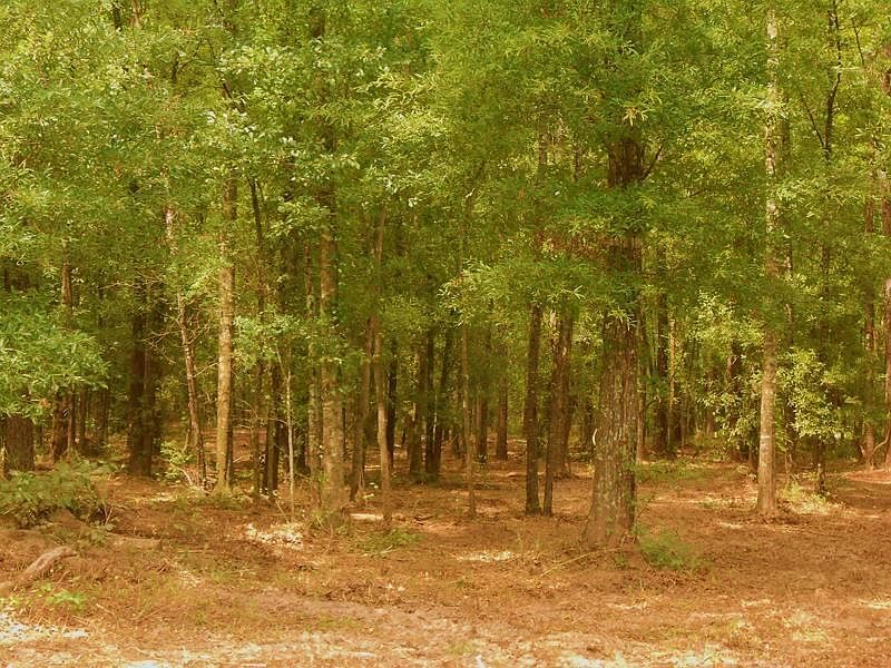 2nd image of Mitchell Rd