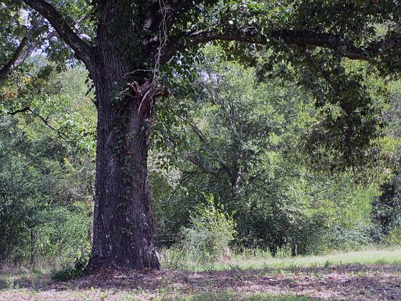 5th image of 12769 County Road 4236