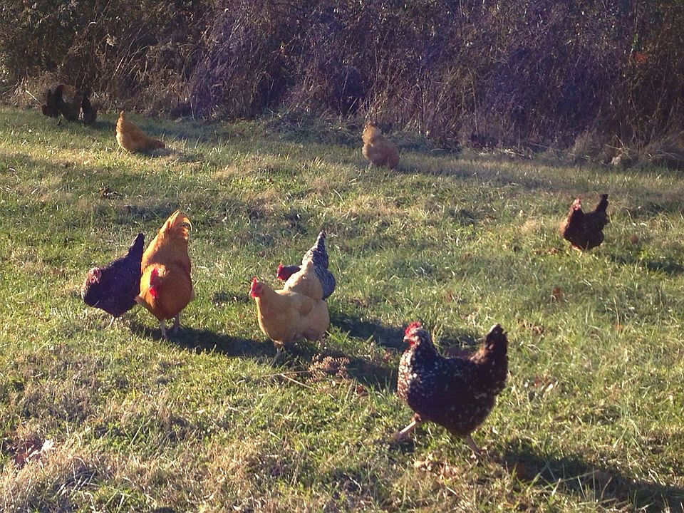 The perfect family farm!