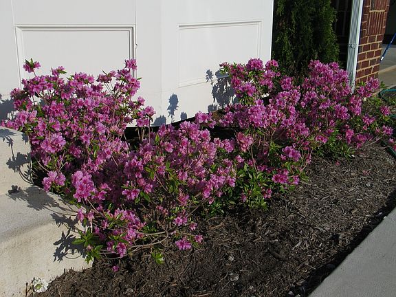 Flowers in Front of Library