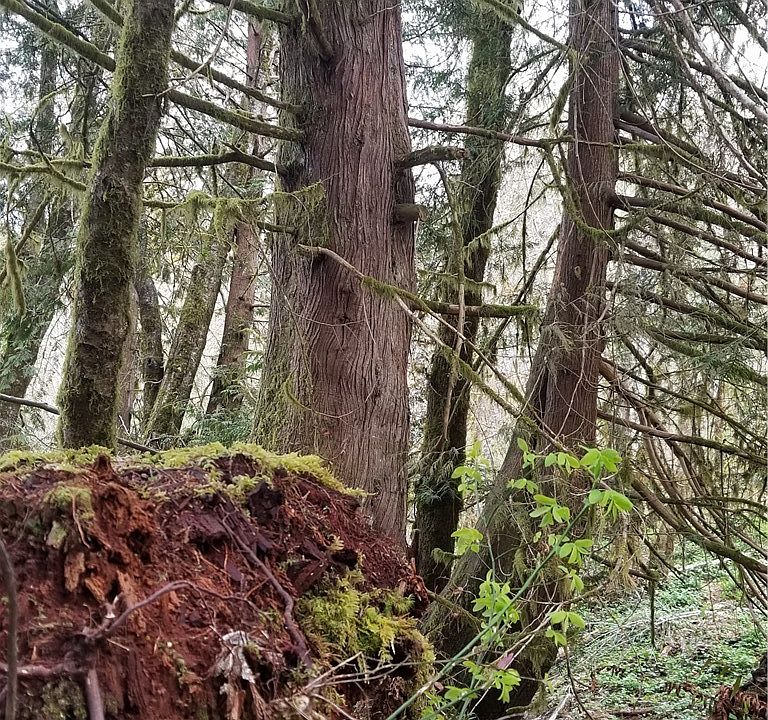 1st image of 1861 NE Tahuya River Dr