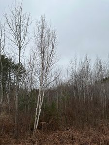 Swamp Lake Rd #4069-11, Tomahawk, WI, 54487