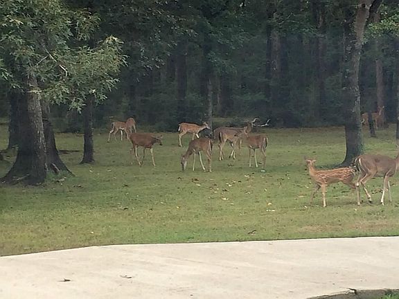 2nd image of 30919 Sugar Bend Dr