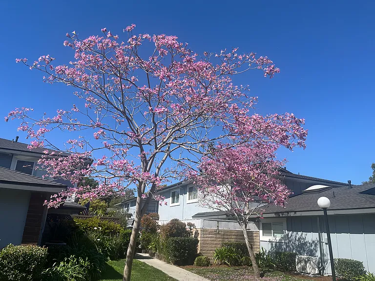 Poco Cir — Photo 20