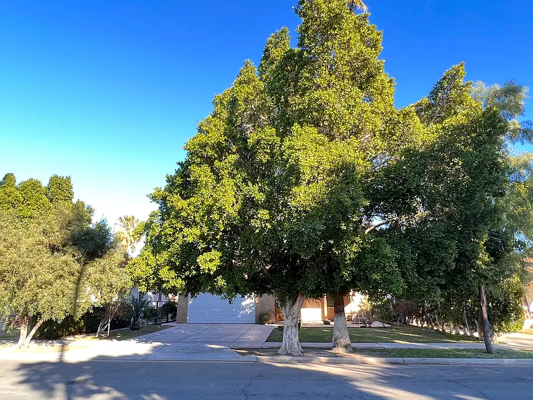 730 Pine Ave — Photo 19