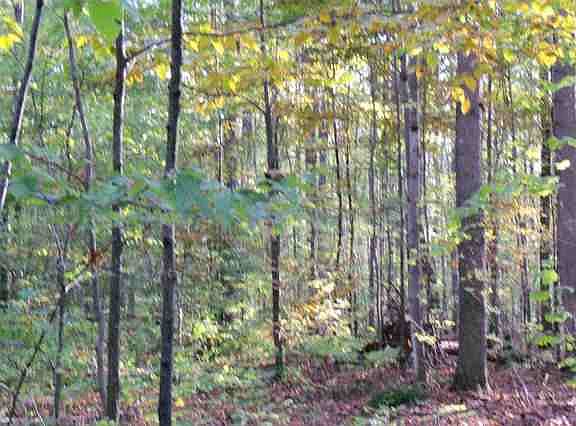 2nd image of O Grizzly Lane