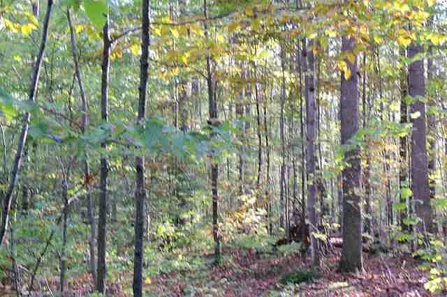 2nd image of 0 Grizzly Lane