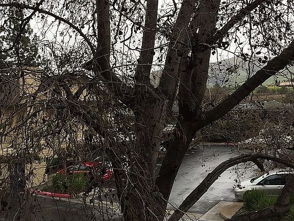 Tree provides privacy