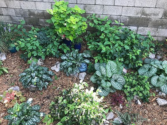 New perennial/shrub garden