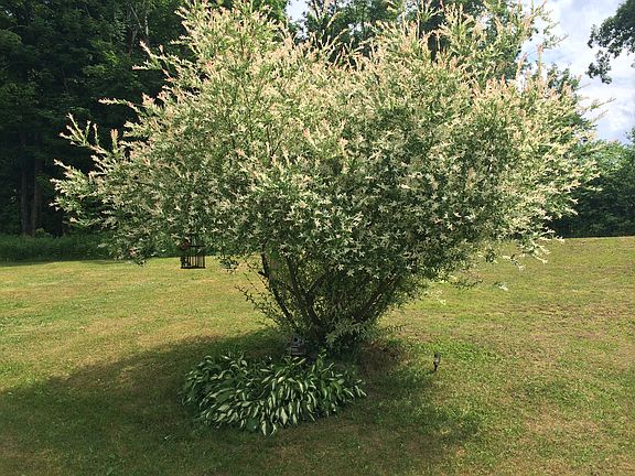 Cherry Willow Tree 
