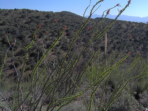 3rd image of 4082 S Mule Mountain Dr