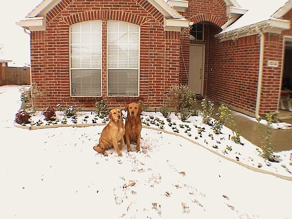 Front yard
