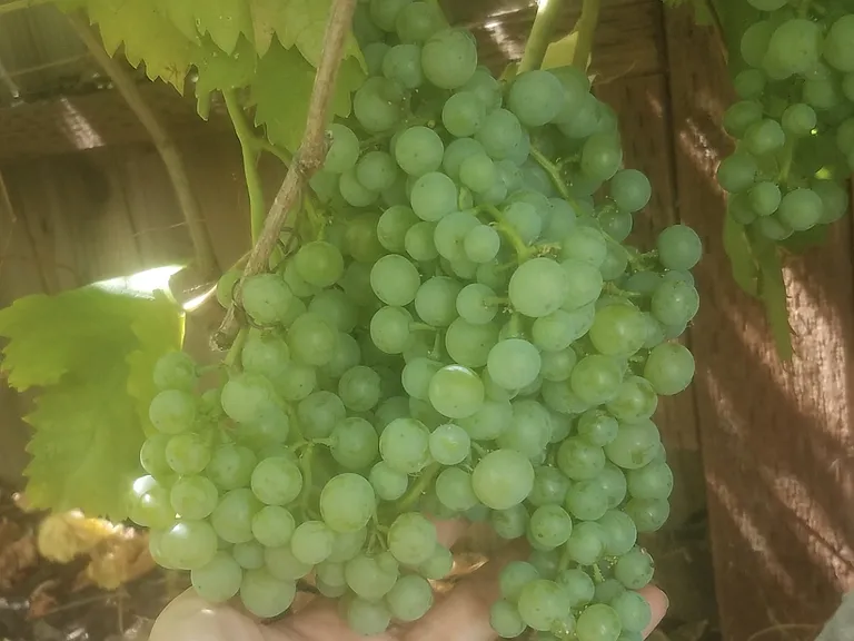 Mature and abundant fruit in the backyard: grapes, plums, cherries, figs, peaches, blackberries, oranges, and walnut.