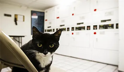 Rented by Maz Group NY