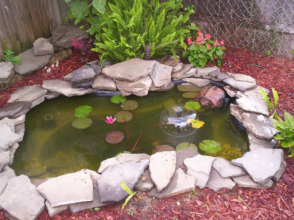 Goldfish pond added in rear yard 2006