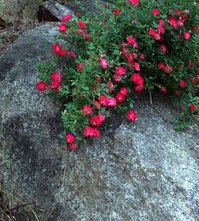 Wild rose on rock wall