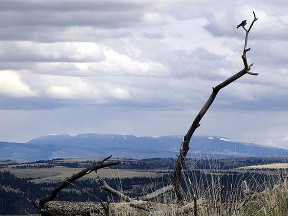 4th image of Wild Turkey Ridge Rd