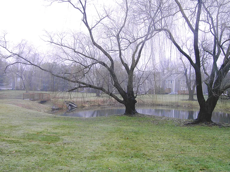 Pond