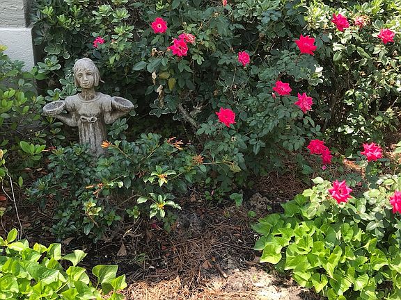Double knock out roses