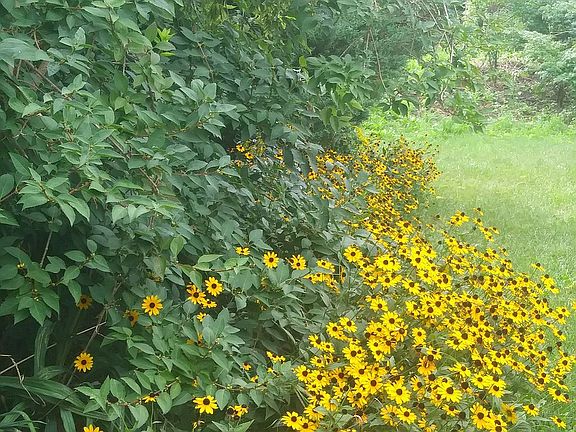 Lots of flower gardens