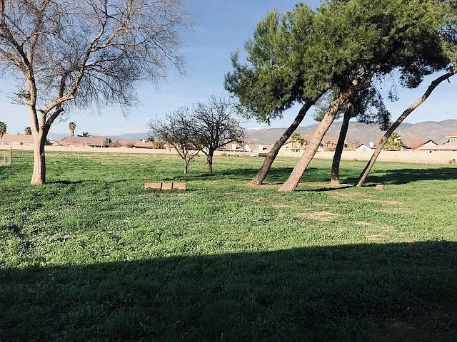 Large Back Yard with Pine Trees