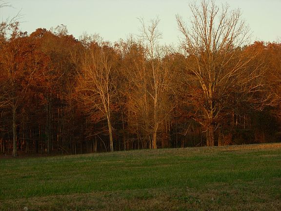 Tree lined property