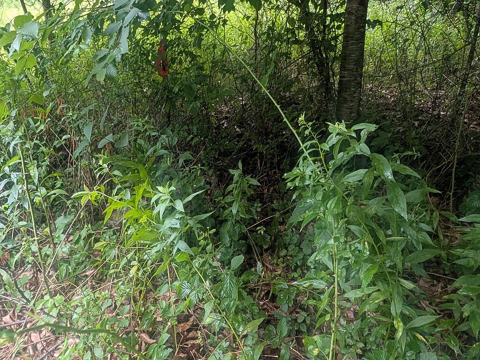 1st image of Explorer Ln