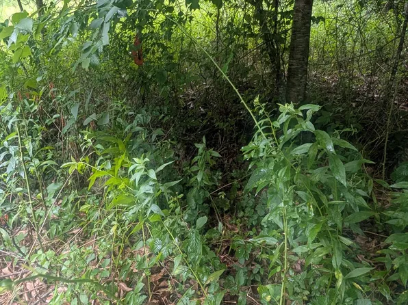 Explorer Ln, Hillsboro, WV 24946