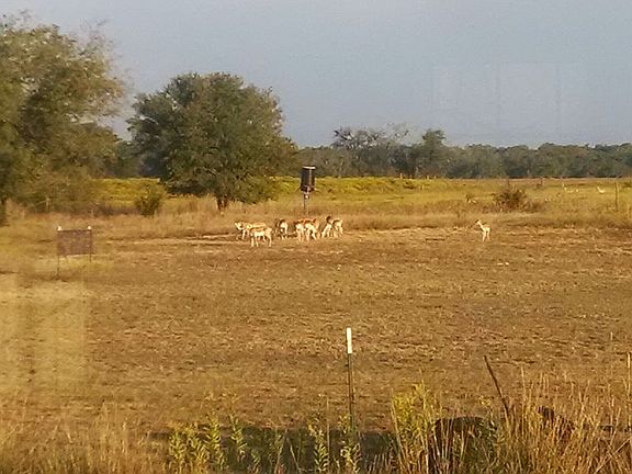 Local Wildlife