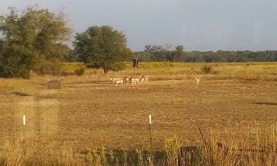 Local Wildlife