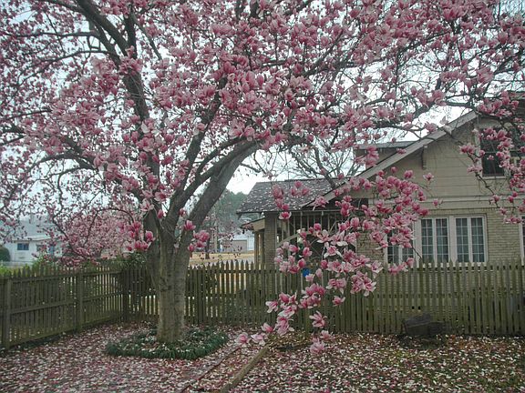Backyard Trees