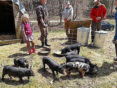 Piglets arrived