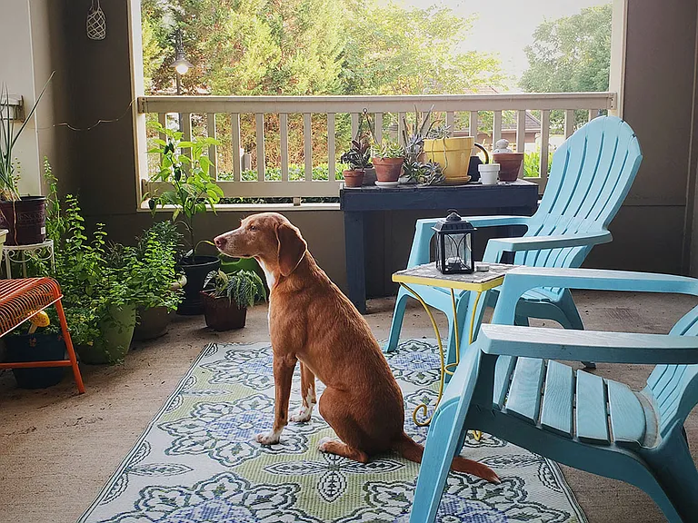 Pet-Friendly Community