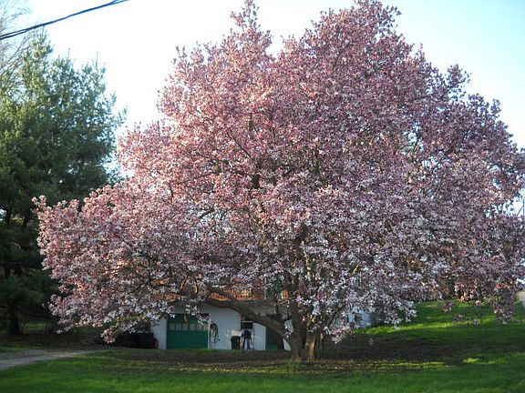 tulip magnolia in full bloom