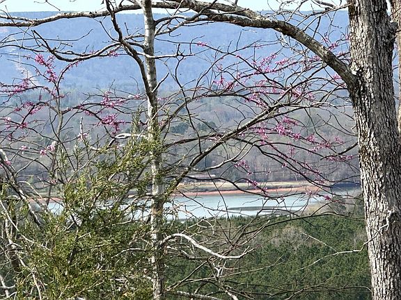 3rd image of 90/ACRE S Old Rhea Springs Rd