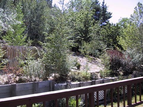 "Naturalized" hillside