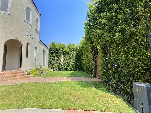 Mature Ficus Trees For Privacy From Street