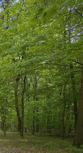 0 McKaig Gulf Rd, Menlo, GA, 30731