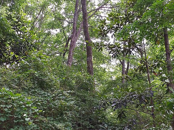 5th image of 110 Maddoxwoods Dr