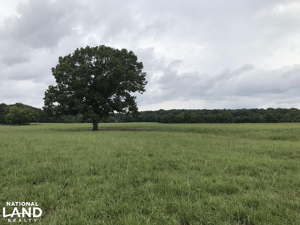 XL mature oak tree in pasture