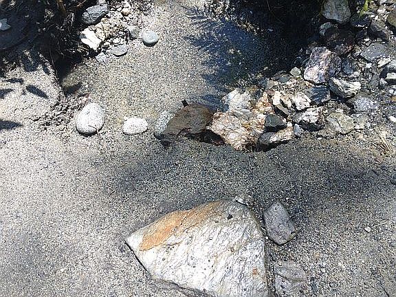 Landscape your own creek 