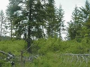 2nd image of 2228 Marble Valley Basin Rd