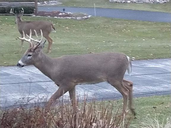 2nd image of 7830 Silver Ct