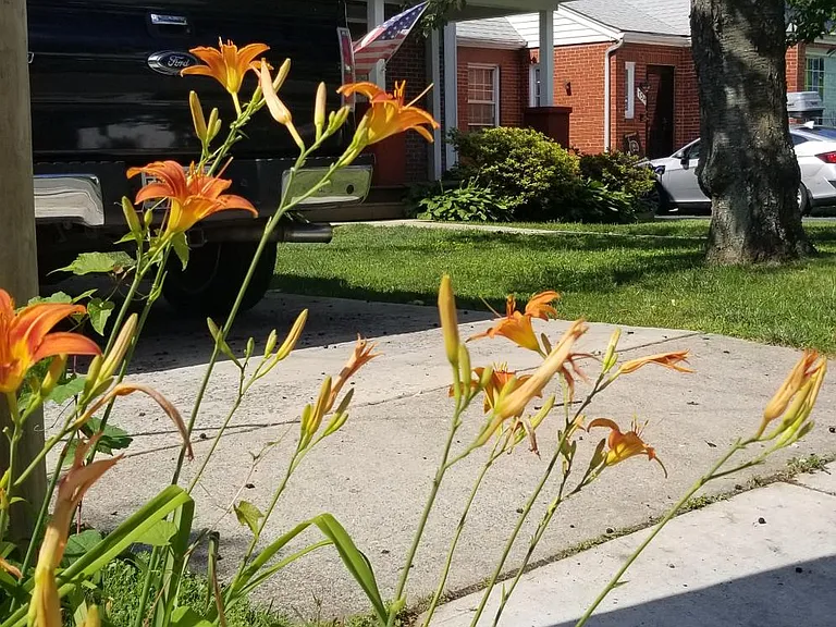 Street view Flowers